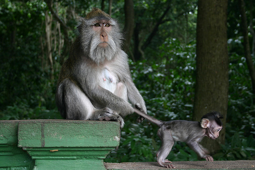parent monkey pulling the tail of baby