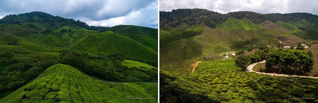 cameron valley bharat tea plantation